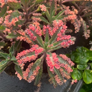 Kalanchoe Pink Butterfly, Rare Succulent, Variegated Succulent, rooted starter plant