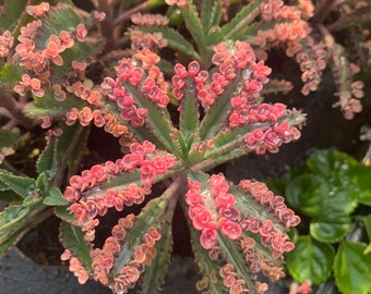 Kalanchoe Pink Butterfly, Rare Succulent, Variegated Succulent, rooted starter plant