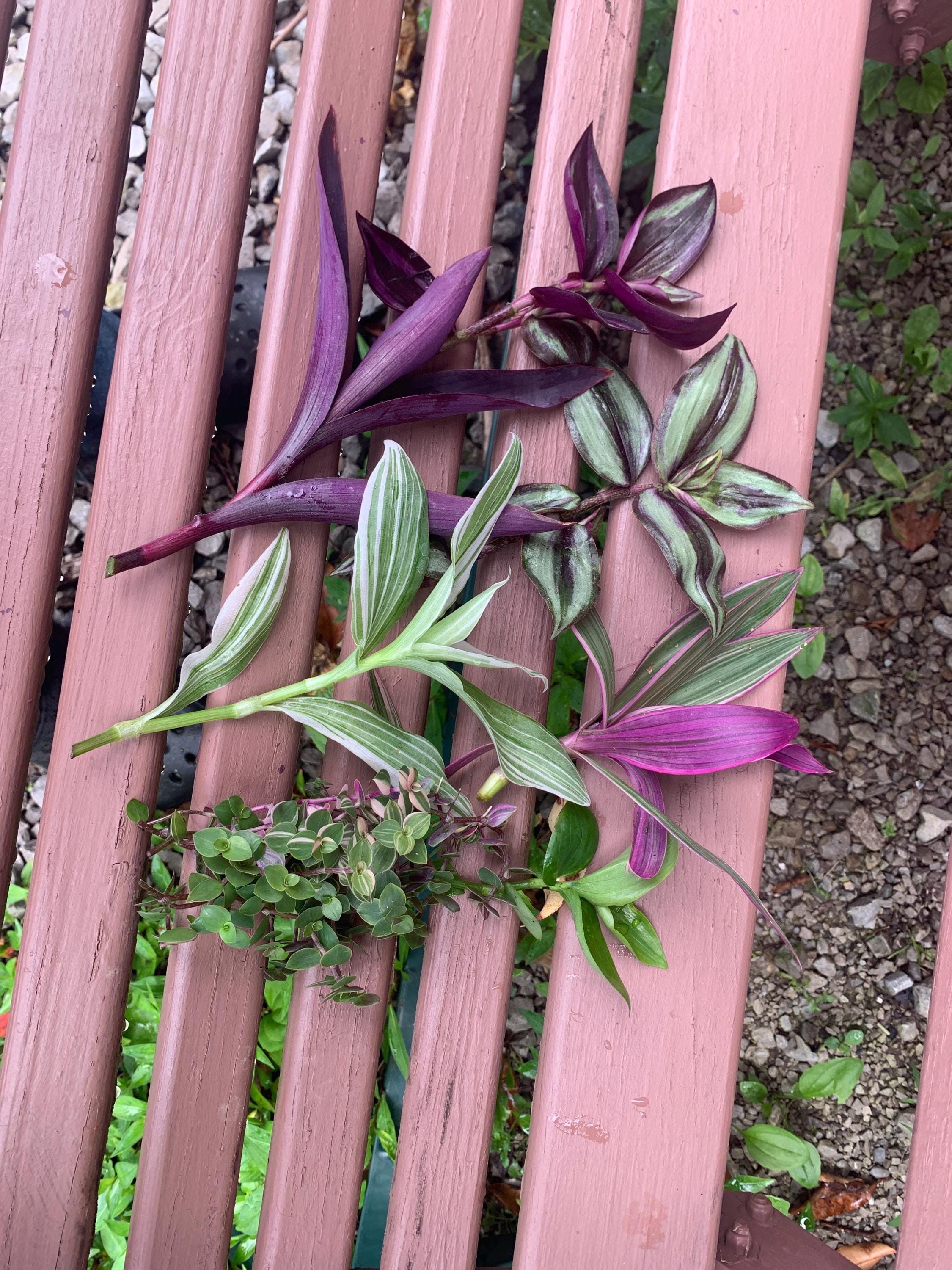 Variétés (7) Lot de mélange à couper Tradescanthia