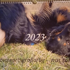 Calendar, Hovawart, Dog