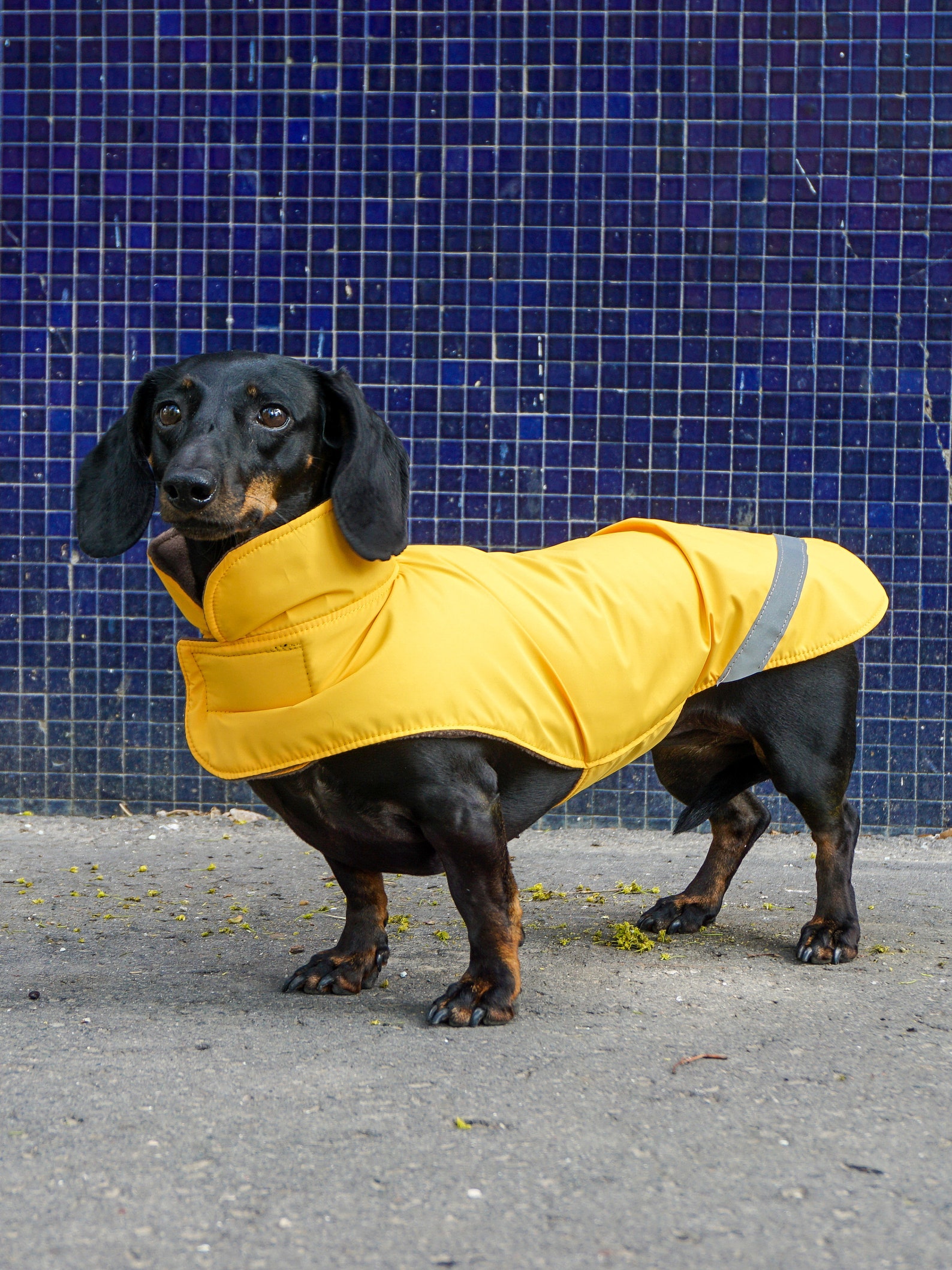 Dachshund Winter Coat Extra Warm Dachshund Coat Etsy