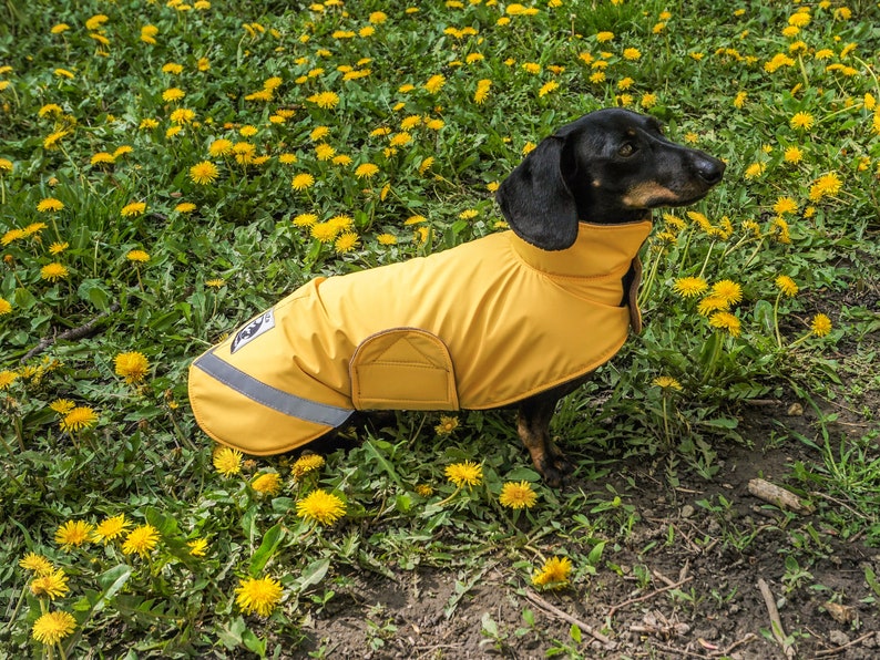 Dachshund Coat With Polar Fleece Lining Waterproof Dachshund Etsy