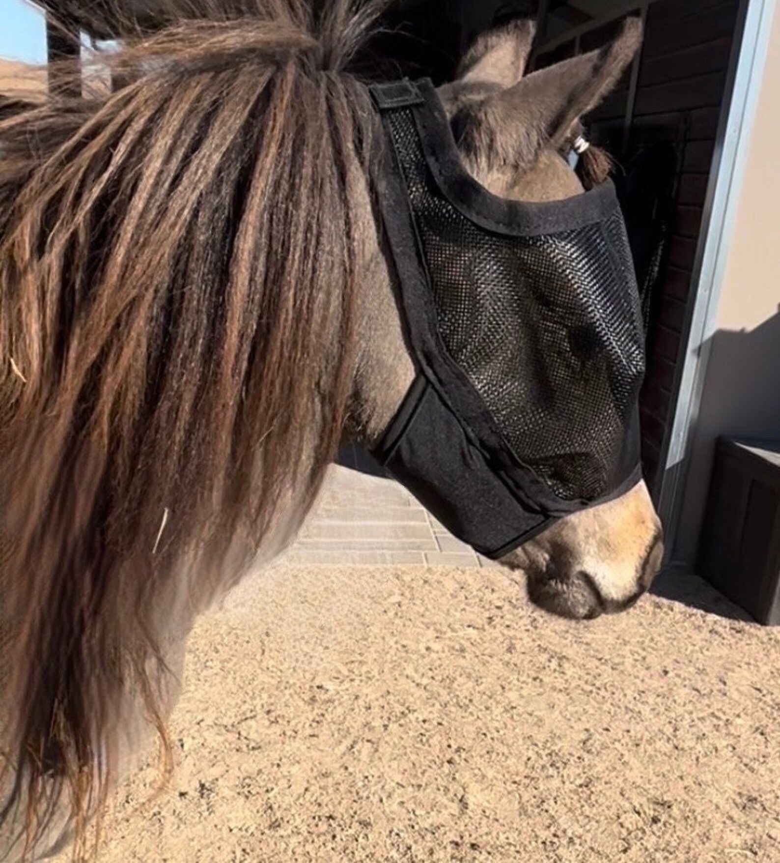 XSPAND® Miniature Horse Fly Mask Etsy