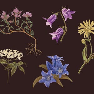 May include: An illustration of various botanical elements on a dark brown background. The image features detailed drawings of several flowers, including purple bellflowers, yellow daisies, and blue blooms, along with other floral elements.