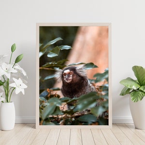 Marmoset Monkey | Monkey Wall Art, Wildlife Canvas, Brazil Poster, Brazilian Gifts, Photography Prints, Home Decor Wall Art For Living Room