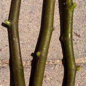 Fresh Ischia Golden Fig Tree Cuttings – Unrooted Hardwood Cuttings for Propagation – Rare Edible Fig Variety – Ships Fresh