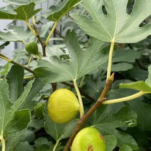 Talee fresche di fico Ischia Golden – Talee legnose non radicate per la propagazione – Rara varietà di fico commestibile – Spedizione fresca