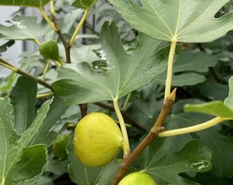 Verse Ischia Golden-vijgenboomstekken – Hardhoutstekken zonder wortels voor vermeerdering – Zeldzame eetbare vijgenvariëteit – Wordt vers verzonden