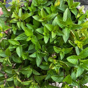 Peut inclure: Gros plan sur une plante de menthe luxuriante et verte. Les feuilles sont d'un vert vif avec des bords légèrement dentelés, et les tiges sont d'un violet profond. La plante est densément tassée, créant une apparence pleine et saine. L'image est bien éclairée, mettant en valeur la texture de la plante.