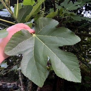 Fresh or Dried Ischia Golden Fig Leaves – Culinary & Herbal Use – 5/10/20/40/50 Count – Organic Garden Fresh Cut Fig Leaf Bundles
