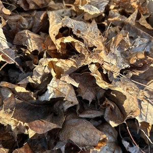Worm Bedding-Dried Leaves