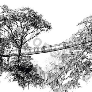 May include: A black and white pen and ink drawing of a suspension bridge in a forest. The bridge is made of wooden planks and is supported by cables. Trees and foliage surround the bridge, creating a natural setting. The artwork is detailed and captures the scene's depth.