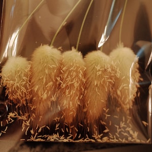 Lagurus Ovatus - Bunny&#39;s Tail (100 SEEDS) ORNAMENTAL GRASS with 5 Bunny tails