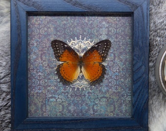 Real framed butterfly