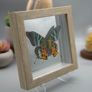 Madagascan sunset moth