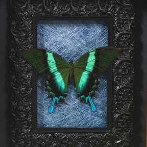 REAL Papilio Blumei, Blue-Green Swallowtail Butterfly