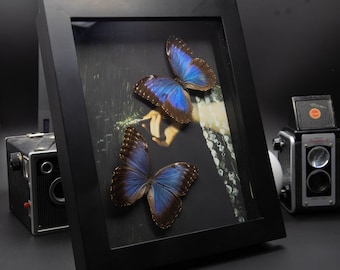 May include: A black framed shadow box containing two blue morpho butterflies mounted inside. The butterflies are displayed against a dark background with a floral pattern.