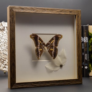 Framed Real Moth