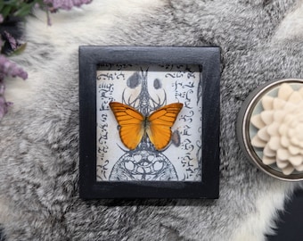 Real framed butterfly