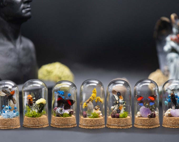 Real Butterfly/insects in a Glass Dome - Etsy