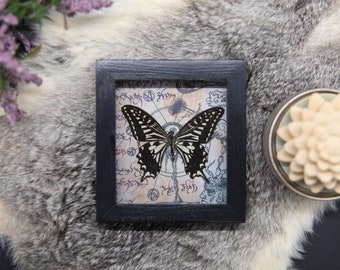 Real framed butterfly