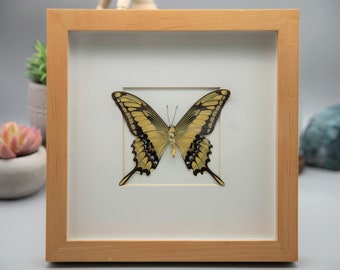 Framed Butterfly