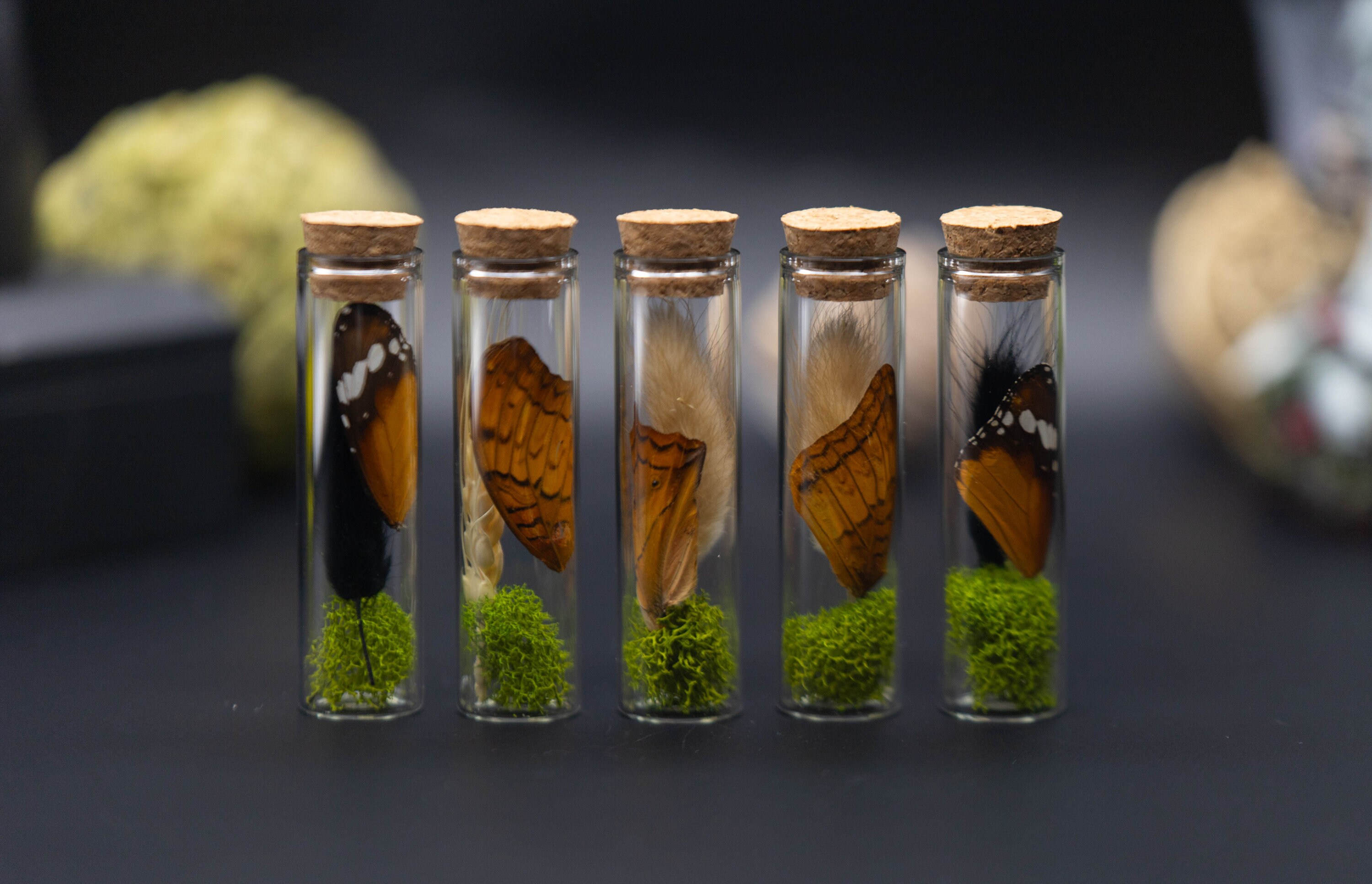 Real Butterfly/insects in a Glass Dome - Etsy