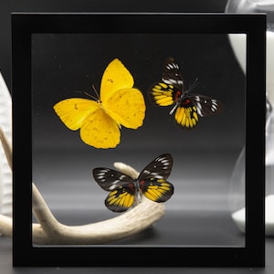 Real framed butterflies