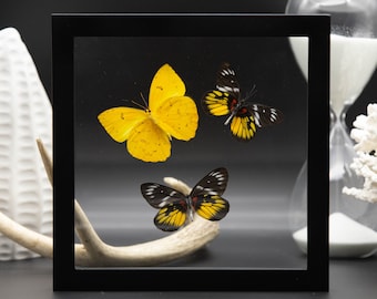 Real framed butterflies