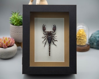 Framed real Emperor scorpion