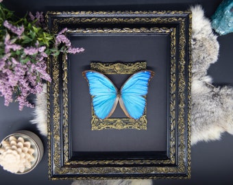 May include: A framed butterfly specimen with bright blue wings and brown edges, set against a black background. The butterfly is mounted within a smaller ornate gold frame, which is placed inside a larger black frame with gold detailing. Decorative elements surround the frame.