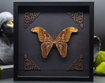 Framed Real Moth