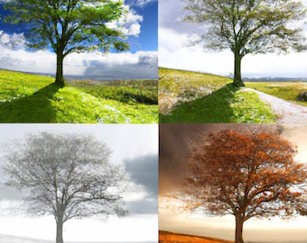 Árbol en las 4 estaciones