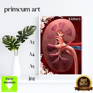 stampa d&#39;arte medica, rene umano, arte anatomica, arredamento ufficio medico, nefrologia, regalo medico, urologia, arte della parete studio medico stampa anatomica
