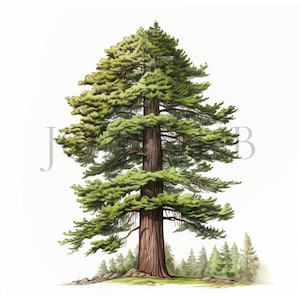 Clipart alberi di sequoia / 10 JPG di alta qualità / Download digitale / Clipart albero / Arte acquerello / Clipart natura / Illustrazione foresta