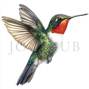 Kolibri Clipart | 10 hochwertige JPGs | Sofortiger digitaler Download | Kartengestaltung | Tier Clipart | Digitales Papiermodell | Scrapbooking