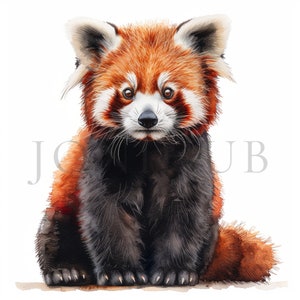 Imágenes Prediseñadas de panda rojo bebé, 10 JPG de alta calidad, Descarga digital, Imágenes prediseñadas, Imágenes prediseñadas de panda, Panda rojo lindo, Imagen de panda, Dibujos animados de panda rojo