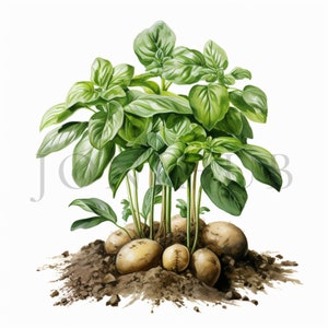 Clipart pomme de terre | 10 fichiers JPG de haute qualité | téléchargement numérique | Clipart végétarien | Clipart de légumes | Dessins de pommes de terre | Peinture de pommes de terre | Pomme de terre