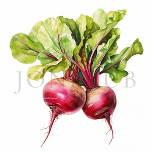 Clipart de betterave rouge | 10 fichiers JPG de haute qualité | Téléchargement numérique | Clipart Alimentation saine | Clipart végétarien | Clipart de légumes | Art de la betterave rouge