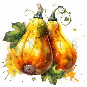 Courge musquée des cliparts | 10 fichiers JPG de haute qualité | Téléchargement numérique | Clipart de légumes | Clipart Légume | Courge musquée | Clipart végétarien