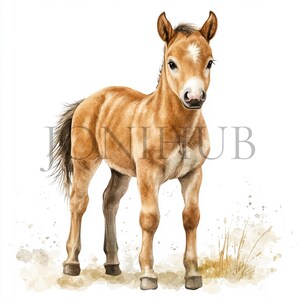 Clipart poulain | 10 fichiers JPG de haute qualité | Téléchargement numérique | Art équin | Clipart aquarelle | Créations numériques en papier | Bébé cheval | Animaux de la ferme