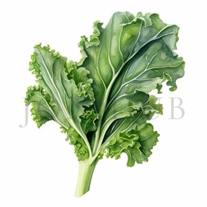 Clipart de chou frisé | 10 fichiers JPG de haute qualité | Téléchargement numérique | Clipart végétarien | Clipart de légumes | Impression de chou frisé | Illustration de chou frisé | Art du chou frisé