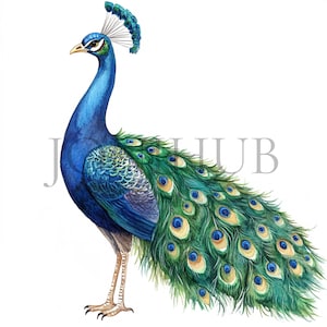 Clipart paon adorable | 5 fichiers JPG de haute qualité | Téléchargement numérique | Illustration d'oiseau | Couleurs vives | bel oiseau | Journaux indésirables