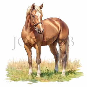 Clipart cheval brun | 10 fichiers JPG de haute qualité | Téléchargement numérique | Graphiques équins | Oeuvre d'art imprimable | Clipart animaux | Illustrations de chevaux