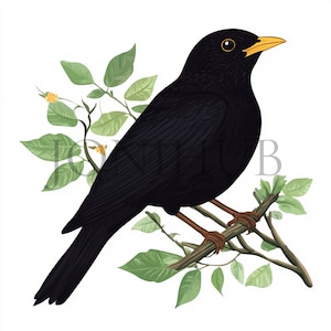 Clipart merle | 10 fichiers JPG de haute qualité | Téléchargement numérique | Art mignon d'oiseau noir | Fabrication de cartes | Pack d'illustrations numériques | Oiseau aquarelle