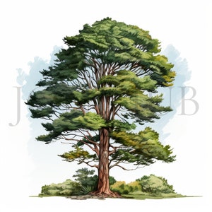 Clipart Cèdres | 10 fichiers JPG de haute qualité | Téléchargement numérique | Oeuvre d'art imprimable | Clipart arbre nature | Illustrations d'arbres à feuilles persistantes