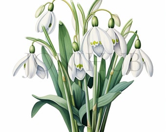 スノードロップのクリップアート | 10 個の高品質 JPG | デジタル