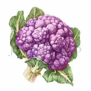 Purple Cauliflower Clipart | 10 High Quality JPGs | Digital Download | Veggie Clipart | Vegetable ClipArt, Cauliflower Drawing | Cauliflower
