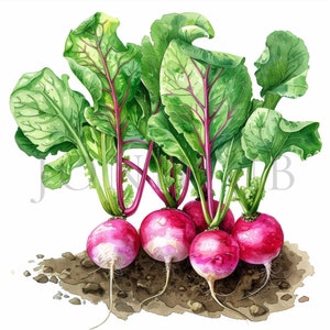Clipart radis | 10 fichiers JPG de haute qualité | Téléchargement numérique | Clipart Légume | Radis | Dessin radis | Clipart de légumes, clipart de légumes