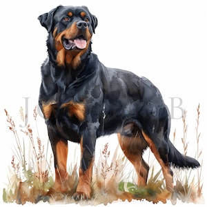 Watercolor Rottweiler Clipart | 10 High Quality JPGs | Digital download | Rottweiler Image | Dog Clipart | Rottweiler Puppy | Rottweiler Dog